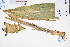  (Curcuma phaeocaulis - GBA-DWQGZ588)  @11 [ ] by-nc-sa  Xue-Jun Ge Herbarium of South China Botanical Garden