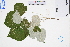  ( - GBA-DWQGZ607)  @11 [ ] by-nc-sa  Xue-Jun Ge Herbarium of South China Botanical Garden