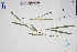  ( - GBA-DWQGZ625)  @11 [ ] by-nc-sa  Xue-Jun Ge Herbarium of South China Botanical Garden