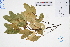  ( - GBA-DWQGZ641)  @11 [ ] by-nc-sa  Xue-Jun Ge Herbarium of South China Botanical Garden
