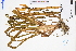  ( - GBA-DWQGZ671)  @11 [ ] by-nc-sa  Xue-Jun Ge Herbarium of South China Botanical Garden