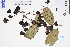  ( - GBA-DWQGZ677)  @11 [ ] by-nc-sa  Xue-Jun Ge Herbarium of South China Botanical Garden