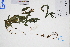  ( - GBA-DWQGZ678)  @11 [ ] by-nc-sa  Xue-Jun Ge Herbarium of South China Botanical Garden