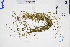  ( - GBA-DWQGZ679)  @11 [ ] by-nc-sa  Xue-Jun Ge Herbarium of South China Botanical Garden