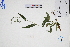  ( - GBA-DWQGZ715)  @11 [ ] by-nc-sa  Xue-Jun Ge Herbarium of South China Botanical Garden
