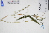  (Setaria plicata - GBA-DWQGZ739)  @11 [ ] by-nc-sa  Xue-Jun Ge Herbarium of South China Botanical Garden