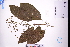  ( - GBA-DWQGZ772)  @11 [ ] by-nc-sa  Xue-Jun Ge Herbarium of South China Botanical Garden