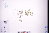  ( - GBA-DWQGZ786)  @11 [ ] by-nc-sa  Xue-Jun Ge Herbarium of South China Botanical Garden