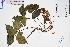  (Parthenocissus dalzielii - GBA-DWQGZ807)  @11 [ ] by-nc-sa  Xue-Jun Ge Herbarium of South China Botanical Garden