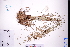  ( - GBA-DWQGZ809)  @11 [ ] by-nc-sa  Xue-Jun Ge Herbarium of South China Botanical Garden