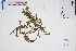  ( - GBA-DWQGZ822)  @11 [ ] by-nc-sa  Xue-Jun Ge Herbarium of South China Botanical Garden