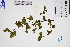  ( - GBA-DWQGZ824)  @11 [ ] by-nc-sa  Xue-Jun Ge Herbarium of South China Botanical Garden