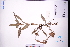  (Floscopa - GBA-DWQGZ850)  @11 [ ] by-nc-sa  Xue-Jun Ge Herbarium of South China Botanical Garden