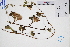  ( - GBA-REC353)  @11 [ ] by-nc-sa  Xue-Jun Ge Herbarium of South China Botanical Garden