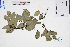  ( - GBA-REC356)  @11 [ ] by-nc-sa  Xue-Jun Ge Herbarium of South China Botanical Garden
