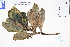  ( - GBA-REC359)  @11 [ ] by-nc-sa  Xue-Jun Ge Herbarium of South China Botanical Garden