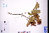  ( - GBA-REC382)  @11 [ ] by-nc-sa  Xue-Jun Ge Herbarium of South China Botanical Garden