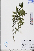  ( - GBA-REC397)  @11 [ ] by-nc-sa  Xue-Jun Ge Herbarium of South China Botanical Garden