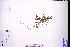  ( - GBA-REC398)  @11 [ ] by-nc-sa  Xue-Jun Ge Herbarium of South China Botanical Garden