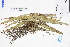  ( - GBA-REC424)  @11 [ ] by-nc-sa  Xue-Jun Ge Herbarium of South China Botanical Garden