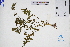  ( - GBA-REC440)  @11 [ ] by-nc-sa  Xue-Jun Ge Herbarium of South China Botanical Garden