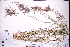  ( - GBA-REC457)  @11 [ ] by-nc-sa  Xue-Jun Ge Herbarium of South China Botanical Garden