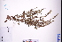  ( - GBA-REC458)  @11 [ ] by-nc-sa  Xue-Jun Ge Herbarium of South China Botanical Garden
