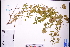  ( - GBA-REC462)  @11 [ ] by-nc-sa  Xue-Jun Ge Herbarium of South China Botanical Garden