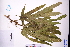 (Ficus hirta - GBA-REC487)  @11 [ ] by-nc-sa  Xue-Jun Ge Herbarium of South China Botanical Garden
