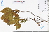  (Prunus arborea var. montana - GBA-REC491)  @11 [ ] by-nc-sa  Xue-Jun Ge Herbarium of South China Botanical Garden