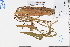  (Sagittaria - GBA-REC497)  @11 [ ] by-nc-sa  Xue-Jun Ge Herbarium of South China Botanical Garden