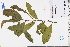  ( - GBA-REC513)  @11 [ ] by-nc-sa  Xue-Jun Ge Herbarium of South China Botanical Garden
