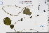  (Tinospora sinensis - GBA-REC526)  @11 [ ] by-nc-sa  Xue-Jun Ge Herbarium of South China Botanical Garden