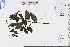  ( - GBA-REC655)  @11 [ ] by-nc-sa  Xue-Jun Ge Herbarium of South China Botanical Garden