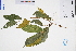  ( - GBA-REC676)  @11 [ ] by-nc-sa  Xue-Jun Ge Herbarium of South China Botanical Garden