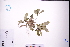  ( - GBA-REC709)  @11 [ ] by-nc-sa  Xue-Jun Ge Herbarium of South China Botanical Garden