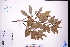  ( - GBA-REC718)  @11 [ ] by-nc-sa  Xue-Jun Ge Herbarium of South China Botanical Garden