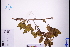  ( - GBA-REC747)  @11 [ ] by-nc-sa  Xue-Jun Ge Herbarium of South China Botanical Garden