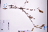  ( - GBA-REC786)  @11 [ ] by-nc-sa  Xue-Jun Ge Herbarium of South China Botanical Garden