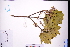  (Helicia kwangtungensis - GBA-REC864)  @11 [ ] by-nc-sa  Xue-Jun Ge Herbarium of South China Botanical Garden