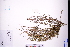  ( - GBA-DWQJM8)  @11 [ ] by-nc-sa  Xue-Jun Ge Herbarium of South China Botanical Garden