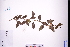  ( - GBA-DWQJM28)  @11 [ ] by-nc-sa  Xue-Jun Ge Herbarium of South China Botanical Garden