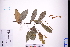  (Uvaria calamistrata - GBA-DWQJM40)  @11 [ ] by-nc-sa  Xue-Jun Ge Herbarium of South China Botanical Garden