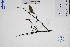  ( - GBA-DWQJM43)  @11 [ ] by-nc-sa  Xue-Jun Ge Herbarium of South China Botanical Garden