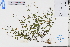  ( - GBA-DWQJM77)  @11 [ ] by-nc-sa  Xue-Jun Ge Herbarium of South China Botanical Garden
