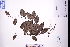  ( - GBA-DWQJM92)  @11 [ ] by-nc-sa  Xue-Jun Ge Herbarium of South China Botanical Garden