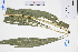  ( - GBA-DWQJM102)  @11 [ ] by-nc-sa  Xue-Jun Ge Herbarium of South China Botanical Garden