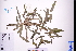 (Murdannia - GBA-DWQJM106)  @11 [ ] by-nc-sa  Xue-Jun Ge Herbarium of South China Botanical Garden