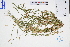  ( - GBA-DWQJM141)  @11 [ ] by-nc-sa  Xue-Jun Ge Herbarium of South China Botanical Garden