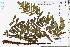  ( - GBA-DWQJM156)  @11 [ ] by-nc-sa  Xue-Jun Ge Herbarium of South China Botanical Garden